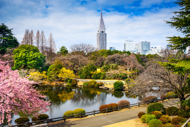 Shinjuku Gyoen Park, Tokyo, Japan in the spring cherry blossom season.